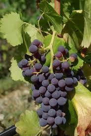 Grenache Noir Grapes