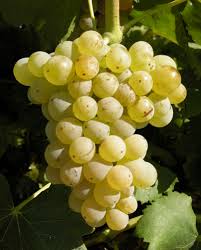Grenache Blanc Grape
