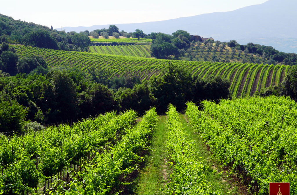 Organic Wine – Italy Leads the Way