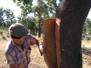 Cork Harvesting