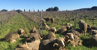 Biodynamic Vineyard